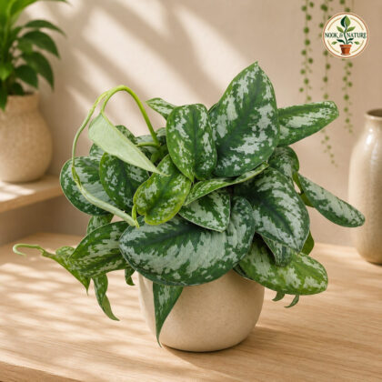 Pictus Big Leaf Silver Small Hb - Nook & Nature