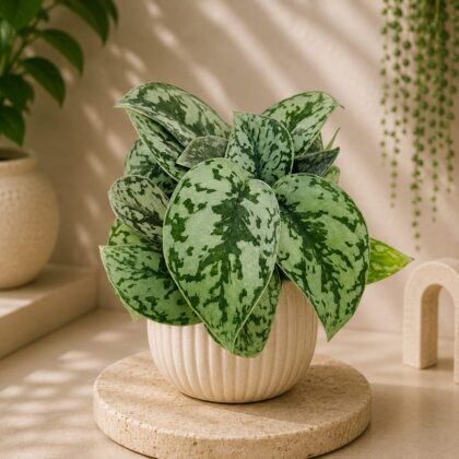 Pictus Silver Lady Small Hb - Nook & Nature