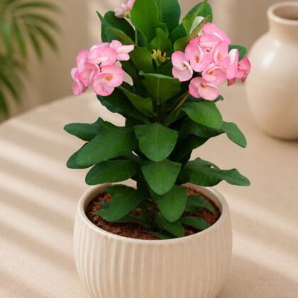Pink Princess 9 - Nook & Nature