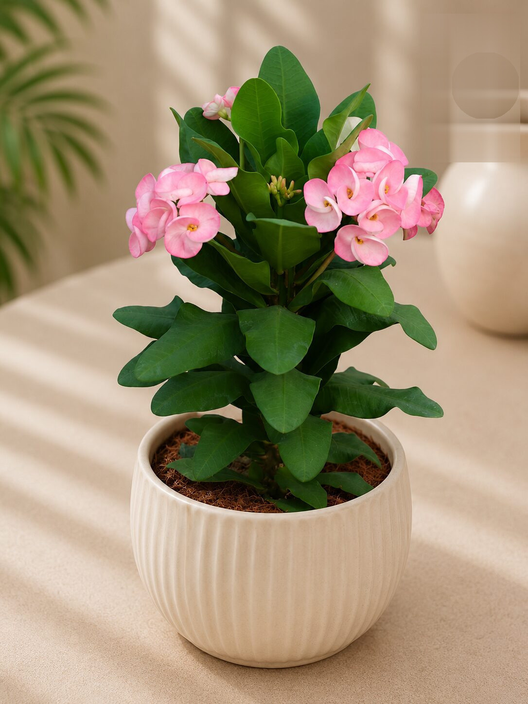 Pink Princess 9 - Nook & Nature