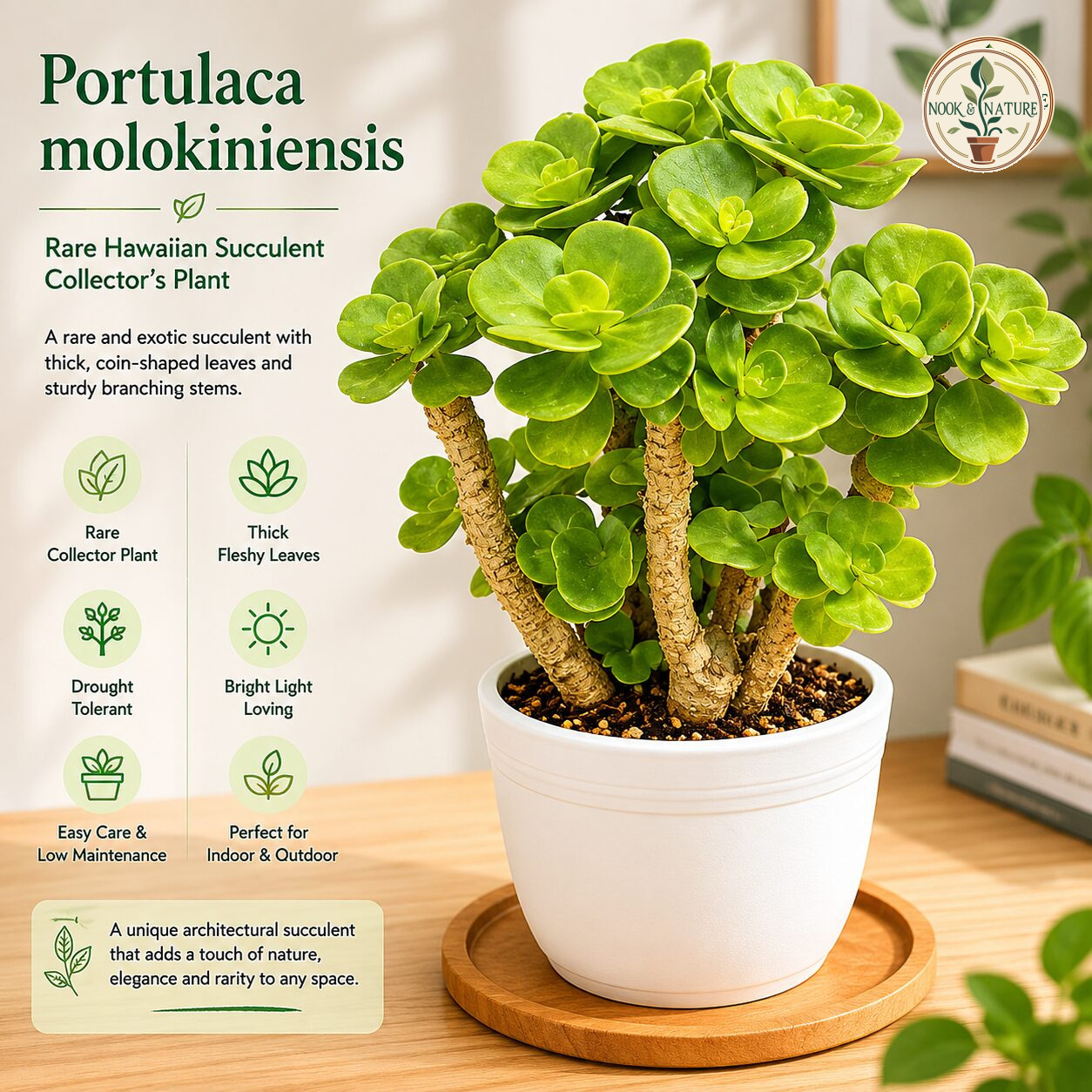 Portulaca Molokiniensis Molokini Portulaca H2 - Nook & Nature