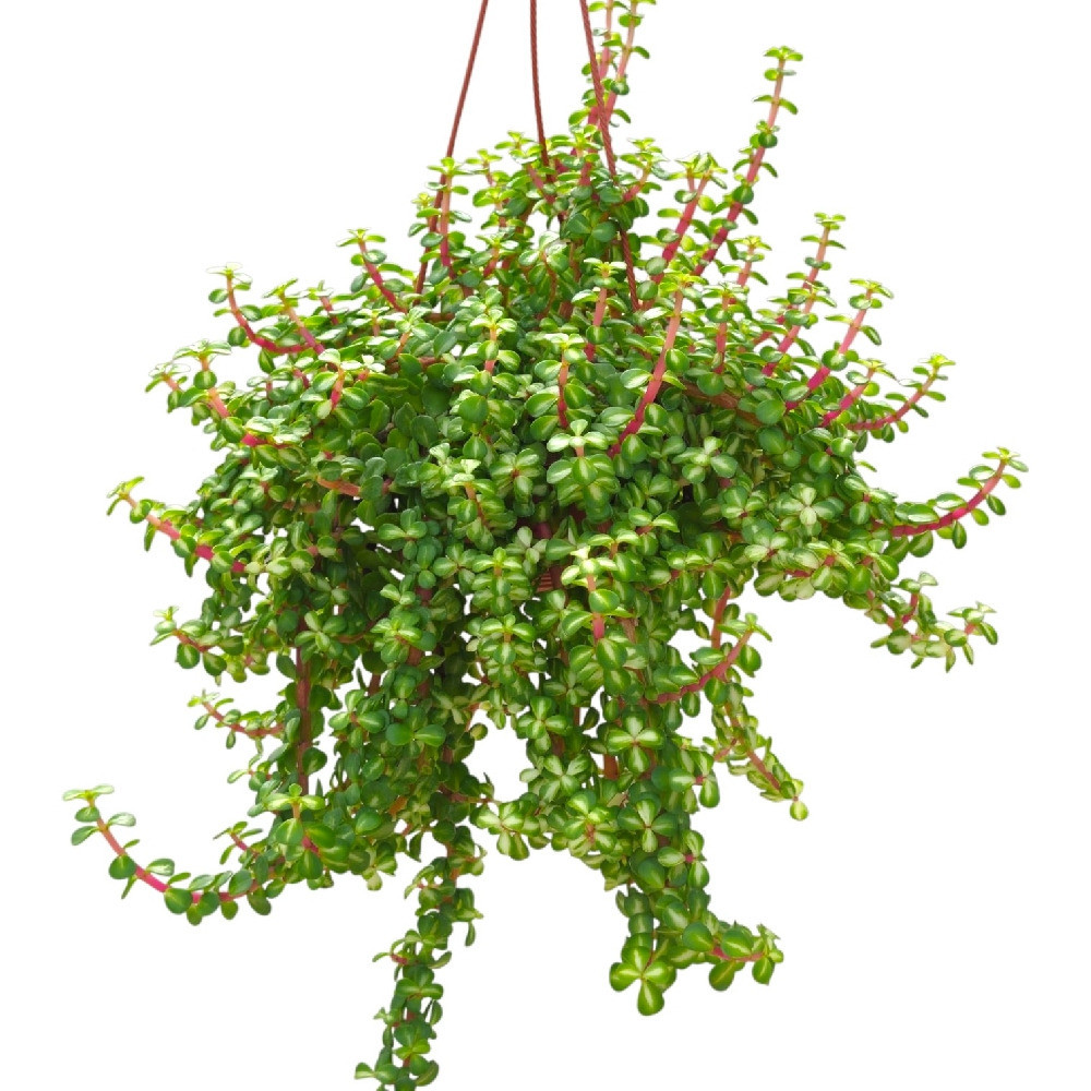 Portulacaria afra ‘Tricolor’ – Rainbow Elephant Bush | Variegated Elephant Bush Succulent - Nook & Nature