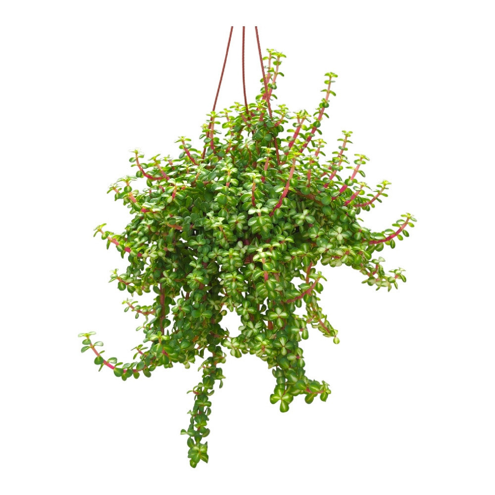 Portulacaria afra ‘Tricolor’ – Rainbow Elephant Bush | Variegated Elephant Bush Succulent - Nook & Nature