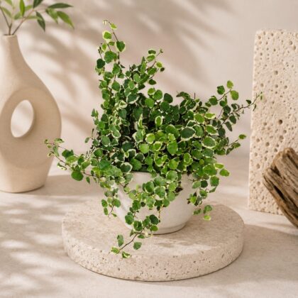 Pumila Variegated Baby Hb - Nook & Nature