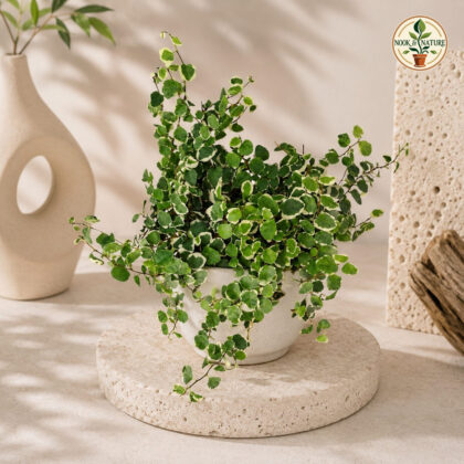 Pumila Variegated Baby Hb - Nook & Nature