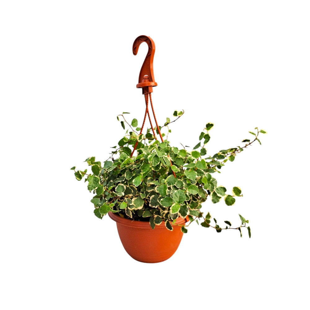 Pumila ‘Variegated’ - Nook & Nature
