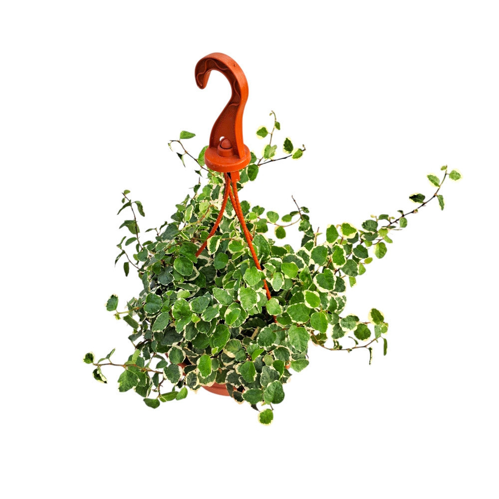 Pumila ‘Variegated’ - Nook & Nature