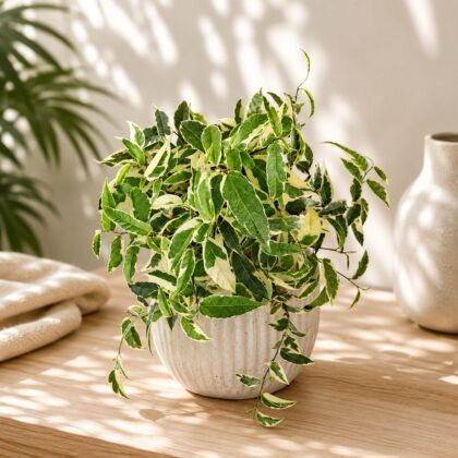 Radicans Variegated Small Hb - Nook & Nature