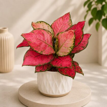 Rotundum Anjamanee Red H4 - Nook & Nature