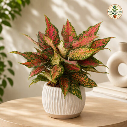 Rotundum Anjamanee Tropica H4 - Nook & Nature