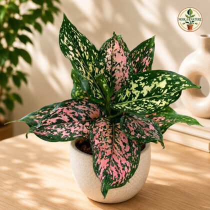 Rotundum Pink Dotted Sq 60 - Nook & Nature