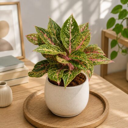 Rotundum Pink Stem H6 - Nook & Nature
