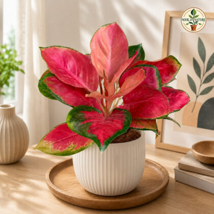 Rotundum Red Desire H6 - Nook & Nature