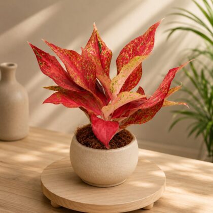 Rotundum ‘Red Sun’ - Nook & Nature