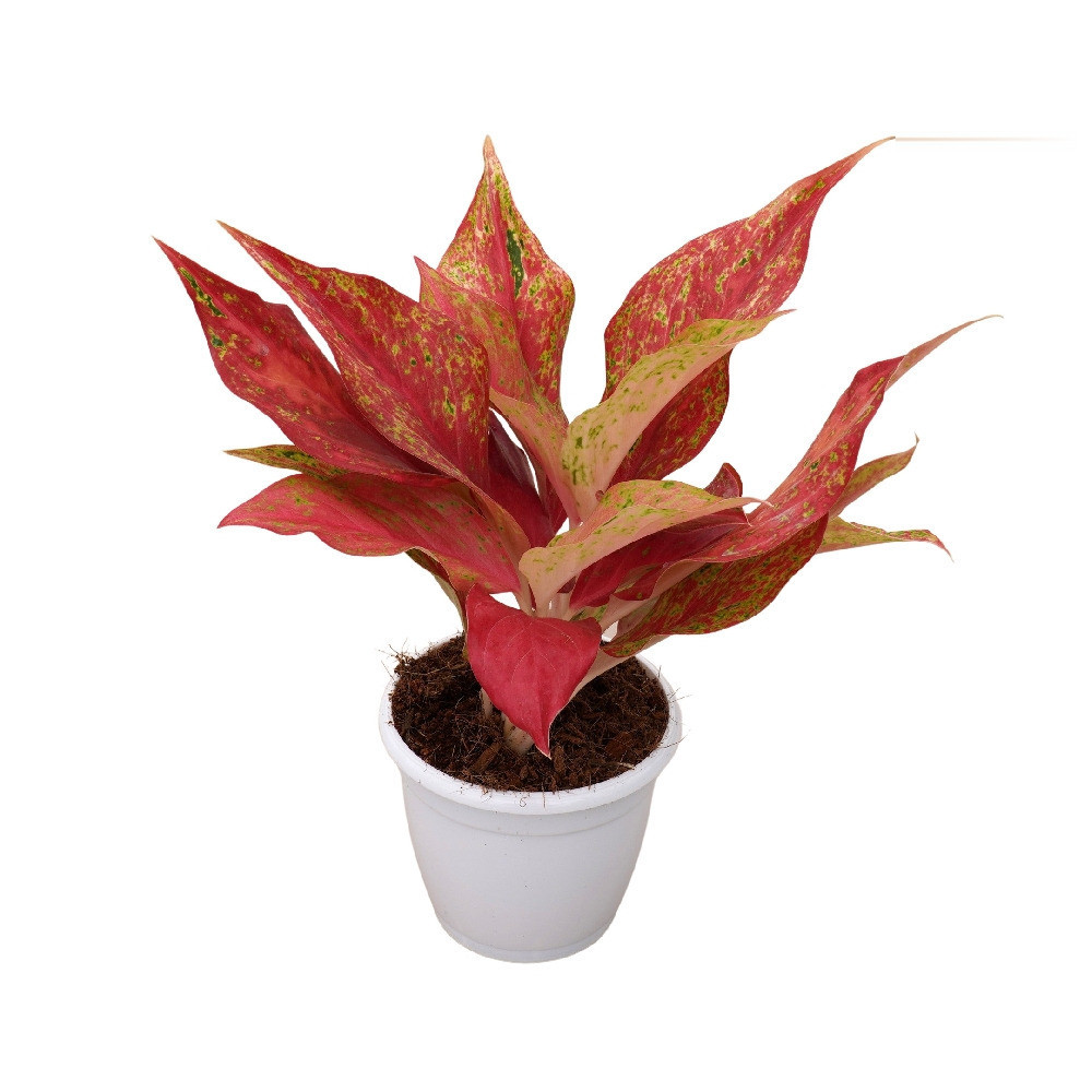 Rotundum ‘Red Sun’ - Nook & Nature