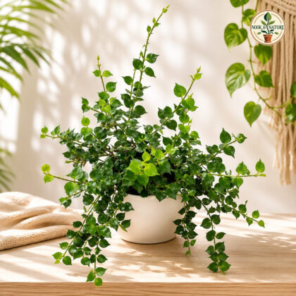Ruscifolia 1000 Hearts Green H4 Hb - Nook & Nature