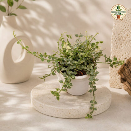 Ruscifolia 1000 Hearts Variegated H4 Hb - Nook & Nature