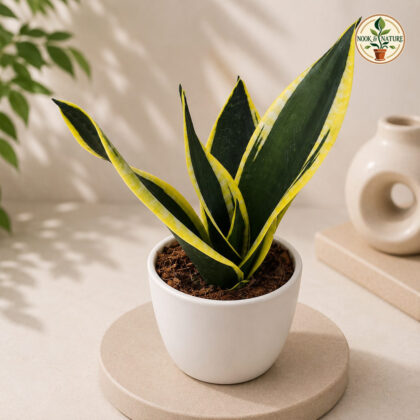 Sansevieria Trifasciata Black Gold Compacta Premium Compact Snake Plant H4 - Nook & Nature