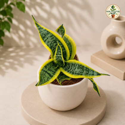 Sansevieria Trifasciata Dragon Tongue Compact Dragon Snake Plant H4 - Nook & Nature