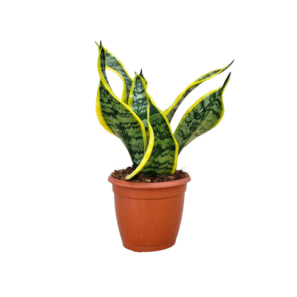 Sansevieria trifasciata ‘Dragon Tongue’ – Compact Dragon Snake Plant - Nook & Nature