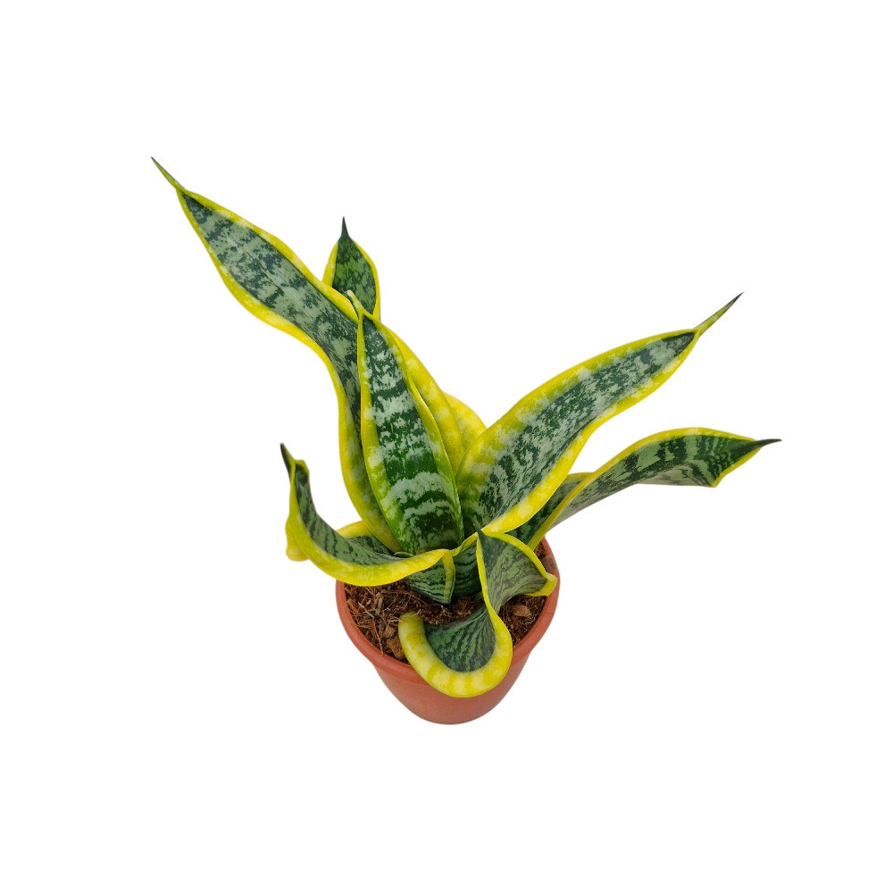 Sansevieria trifasciata ‘Dragon Tongue’ – Compact Dragon Snake Plant - Nook & Nature