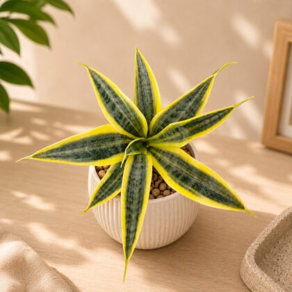 Sansevieria trifasciata ‘El Dorado’ – Golden El Dorado Snake Plant - Nook & Nature