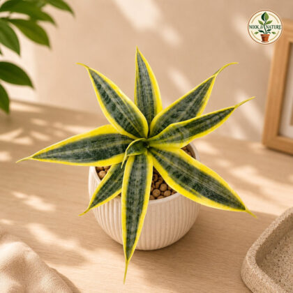 Sansevieria Trifasciata El Dorado Golden El Dorado Snake Plant Sq 60 - Nook & Nature
