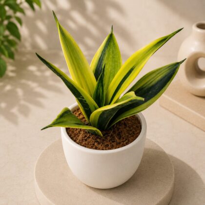 Sansevieria Trifasciata Flame Golden Flame Snake Plant H4 - Nook & Nature
