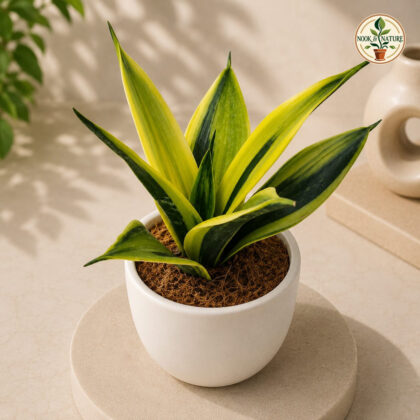 Sansevieria Trifasciata Flame Golden Flame Snake Plant H4 - Nook & Nature