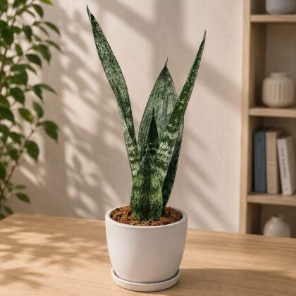 Sansevieria Trifasciata Frozen Frozen Silver Snake Plant Sq 60 - Nook & Nature