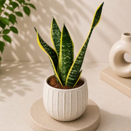 Sansevieria trifasciata ‘Futura Superba’ – Golden Edge Snake Plant - Nook & Nature