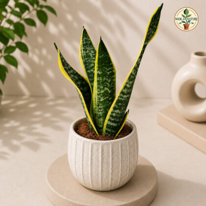 Sansevieria Trifasciata Futura Superba Golden Edge Snake Plant H4 - Nook & Nature