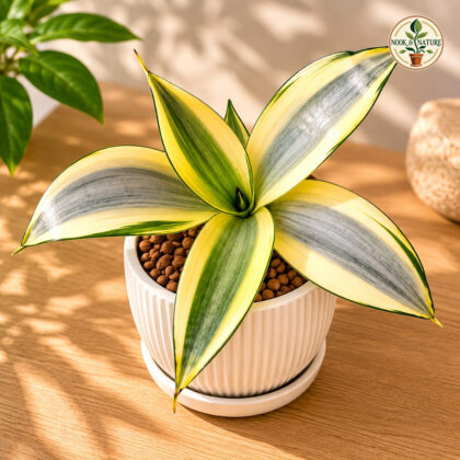 Sansevieria Trifasciata Ghost Ghost Silver Snake Plant Sq 60 - Nook & Nature