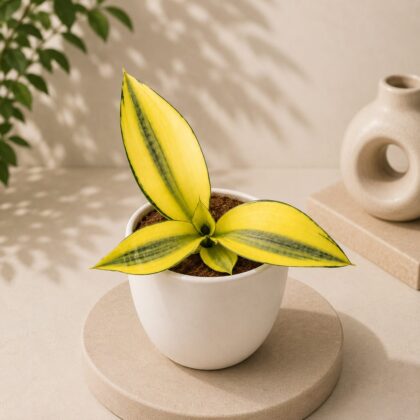 Sansevieria Trifasciata Gold Dust Golden Variegated Snake Plant H4 - Nook & Nature