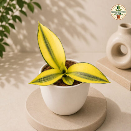 Sansevieria Trifasciata Gold Dust Golden Variegated Snake Plant H4 - Nook & Nature