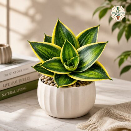 Sansevieria Trifasciata Hahnii Favourite Gold H4 - Nook & Nature