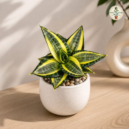 Sansevieria Trifasciata Hahnii Favourite Green H4 - Nook & Nature