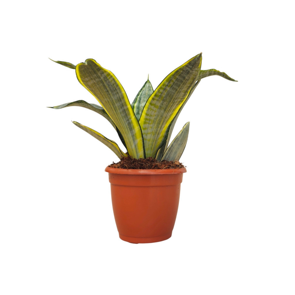 Sansevieria trifasciata ‘Harlequin’ – Harlequin Variegated Snake Plant - Nook & Nature