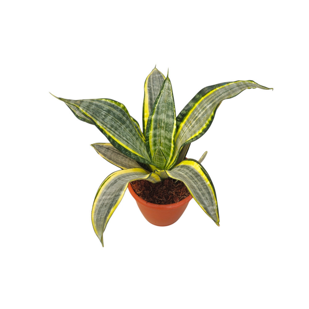 Sansevieria trifasciata ‘Harlequin’ – Harlequin Variegated Snake Plant - Nook & Nature