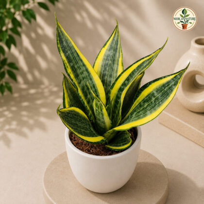 Sansevieria Trifasciata Hi Color Premium Golden Variegated Snake Plant H4 - Nook & Nature