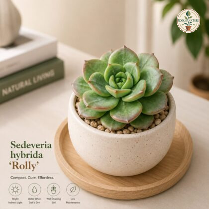Sedeveria Hybrida Rolly Premium Succulent Plant H2 - Nook & Nature