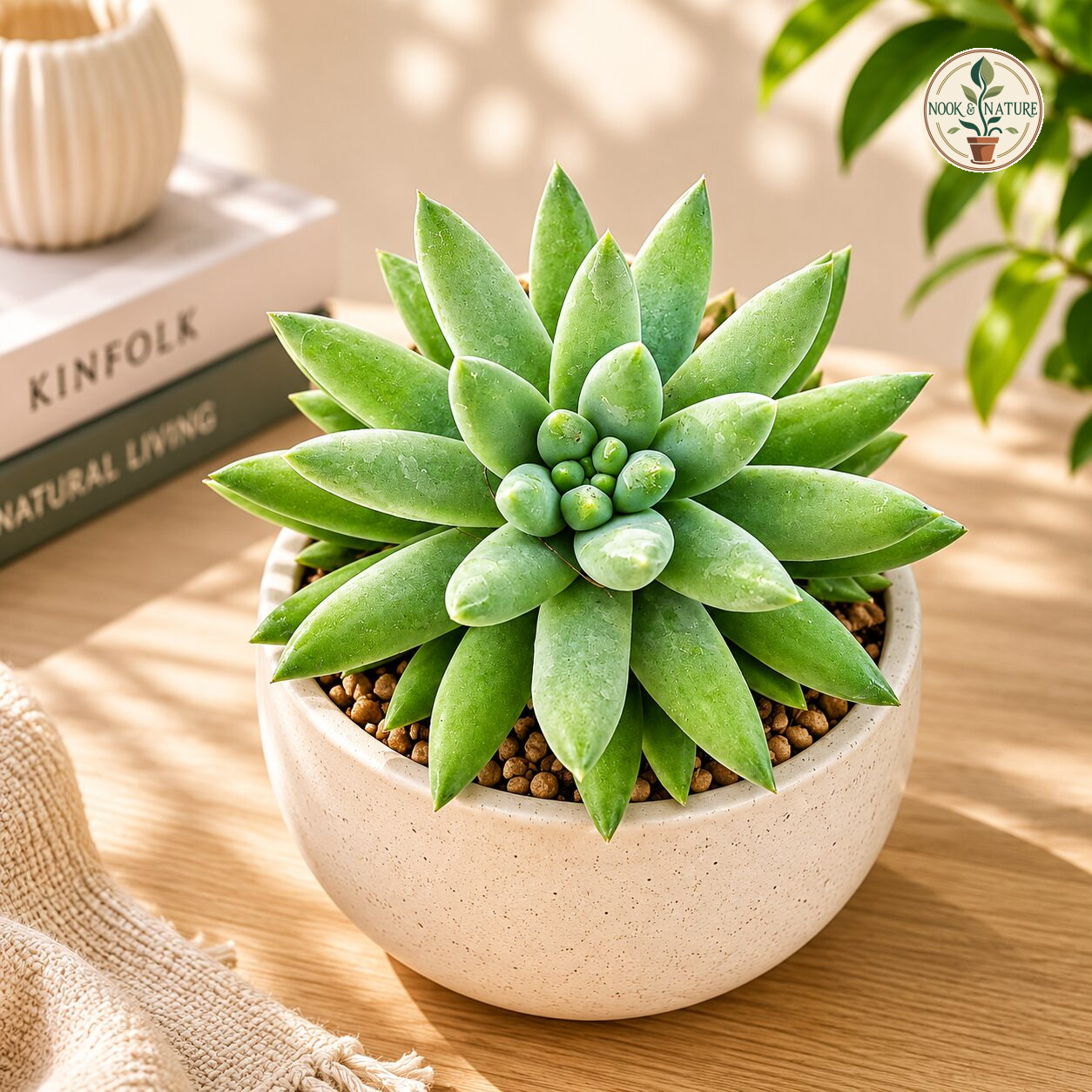 Sedeveria Hybrida Super Donkeys Tail Premium Rare Succulent Plant H1 - Nook & Nature