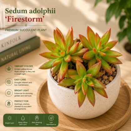 Sedum adolphii ‘Firestorm’ – Premium Golden Fire Succulent Plant - Nook & Nature
