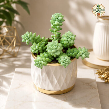 Sedum Burrito Baby Donkeys Tail Trailing Succulent Hanging Plant H2 - Nook & Nature