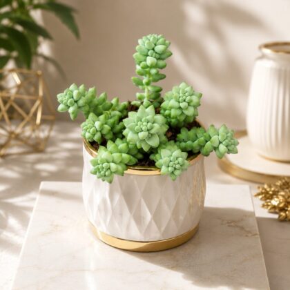 Sedum Burrito Baby Donkeys Tail Trailing Succulent Hanging Plant H2 - Nook & Nature