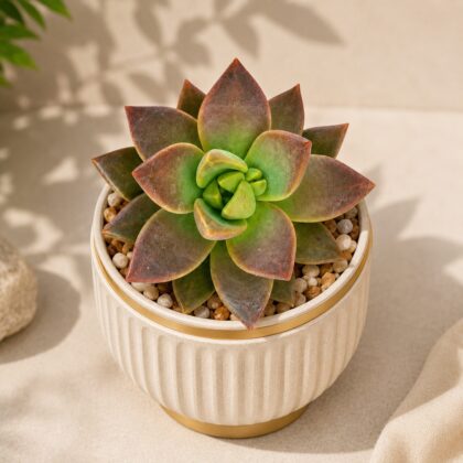 Sedum California Sunset Golden Sunset Succulent H1 - Nook & Nature