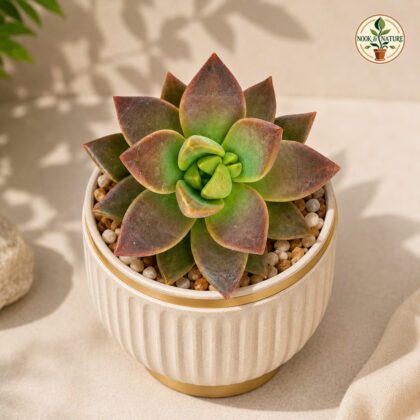 Sedum California Sunset Golden Sunset Succulent H1 - Nook & Nature