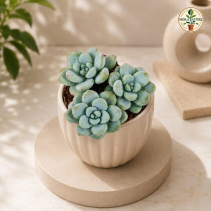 Sedum Clavatum Aurora Blue Blue Rosette Succulent H2 - Nook & Nature
