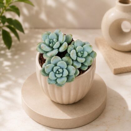 Sedum Clavatum Aurora Blue Blue Rosette Succulent H2 - Nook & Nature