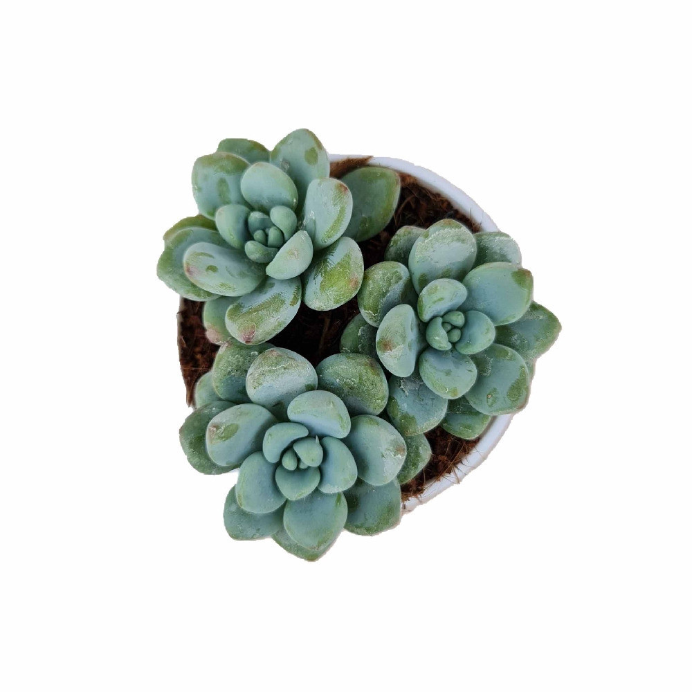 Sedum clavatum ‘Aurora Blue’ – Blue Rosette Succulent - Nook & Nature